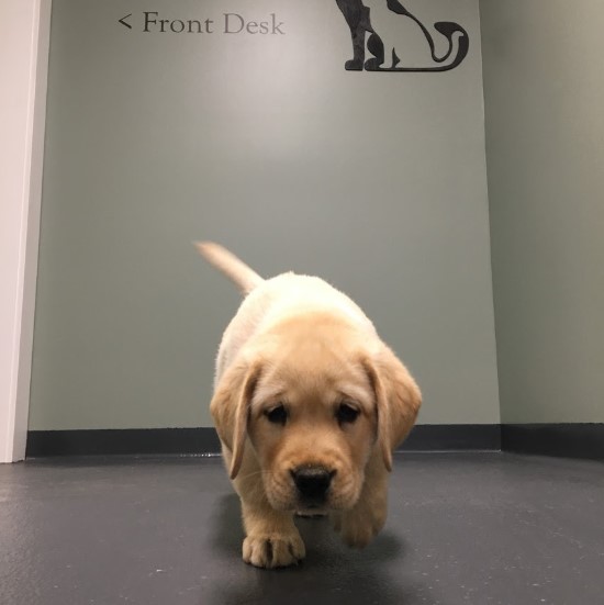 Epoxy Flooring CT - Animal Care Industry
